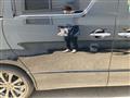 2013 Toyota Alphard G