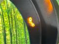 2024 Honda Step WGN