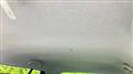 2008 Suzuki Swift