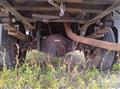 2014 Mitsubishi Fuso Canter