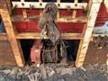 1995 Isuzu Isuzu Others