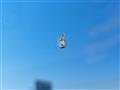 2023 Suzuki XBEE