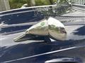 1972 Jaguar Jaguar Others