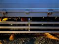 2006 Isuzu Isuzu Others