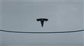 2022 Tesla Motors Others