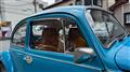 1976 Volkswagen Volkswagen Others