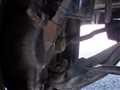 1999 Suzuki Carry Truck